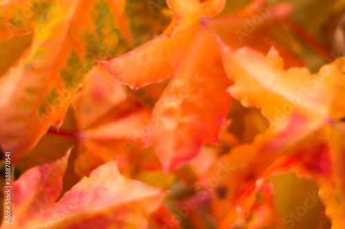 unfocused and blurred colorful autumn leaves background