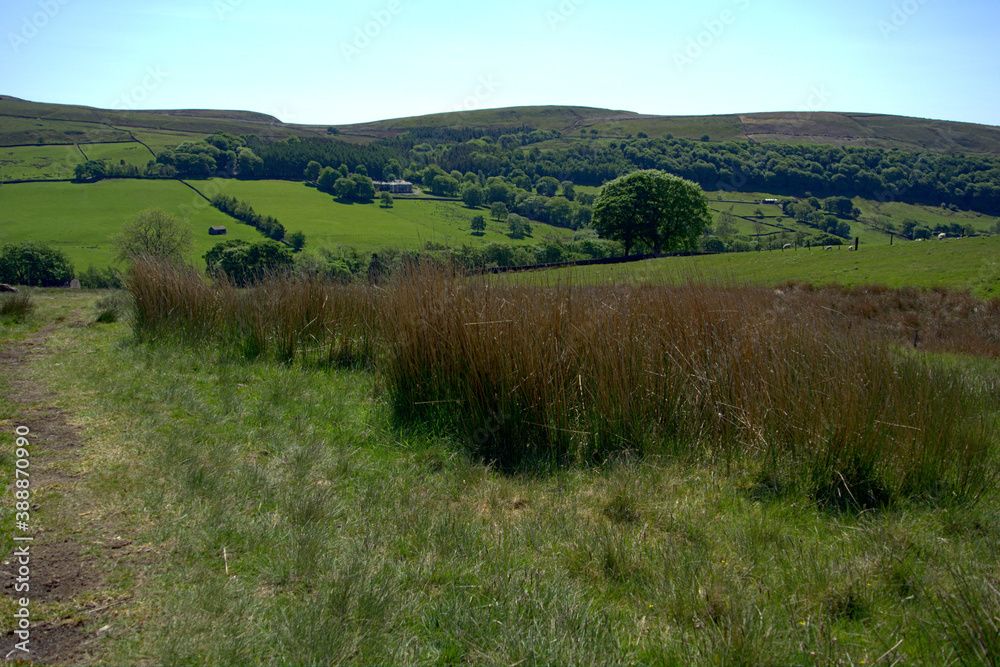 The grassy greenery of rural England