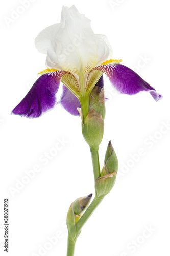 Fototapeta Naklejka Na Ścianę i Meble -  Blue white striped flower of iris, isolated on white background