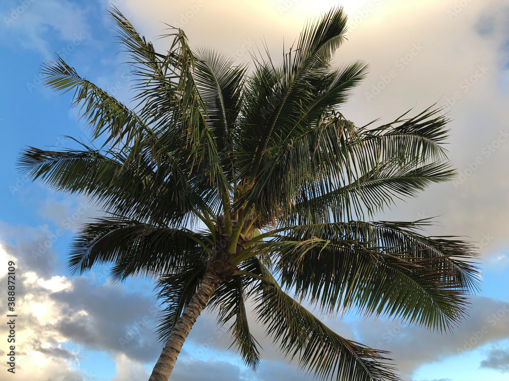 Fototapeta premium Palm Tree at beginning of Sunset