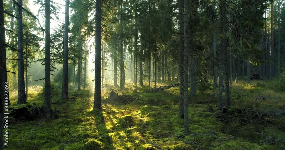 Sunrise in foggy morning in sunny forest magical fairy tale woodland Sunrise in foggy morning in sunny forest magical fairy tale woodland