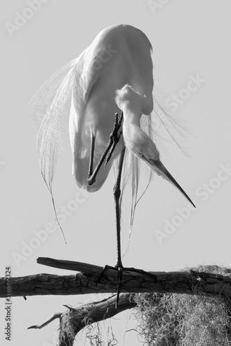 Monochrome of Great Egret Perched In Tree Preening At Circle B Bar Reserve In Lakeland, FL