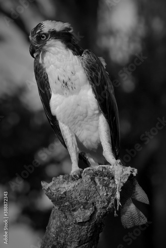 Monochrome of Osprey Perched With Fish In Lakeland, FL, USA