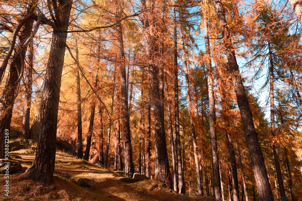 autunno larici foresta alberi colori autunno trentino montagna poster 