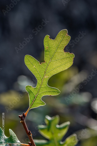 Visible cells between the reticulate venation of a pinnately dissected Gambel oak (Quercus gambelii) leaf.