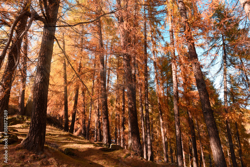 autunno larici foresta alberi colori autunno trentino montagna poster 