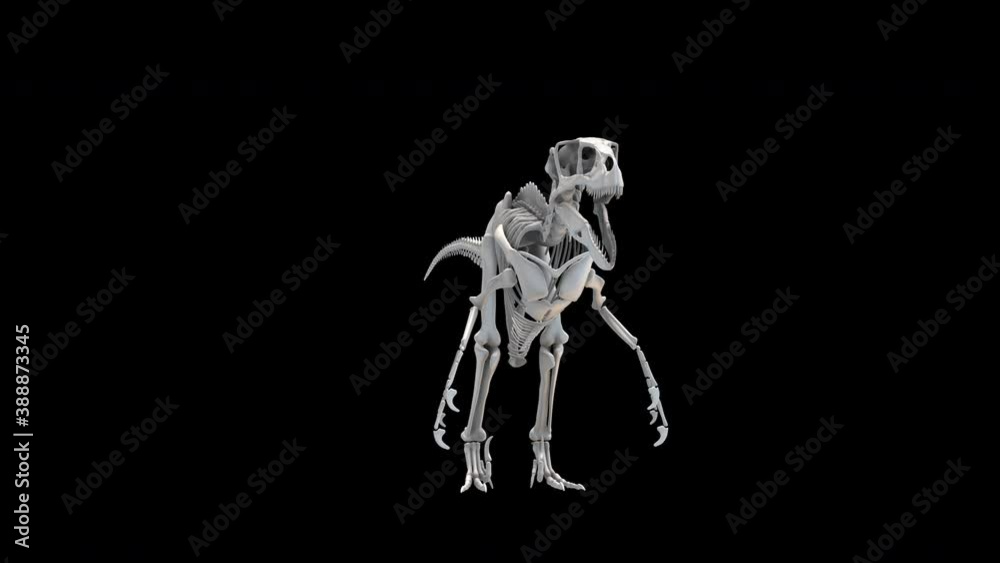 3d dinosaur skeleton rotating in seamless loop on an alpha channel background.