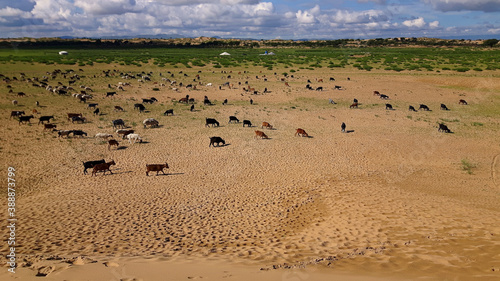 Obraz na płótnie A herd of goats in rural Mongolia w salonie
