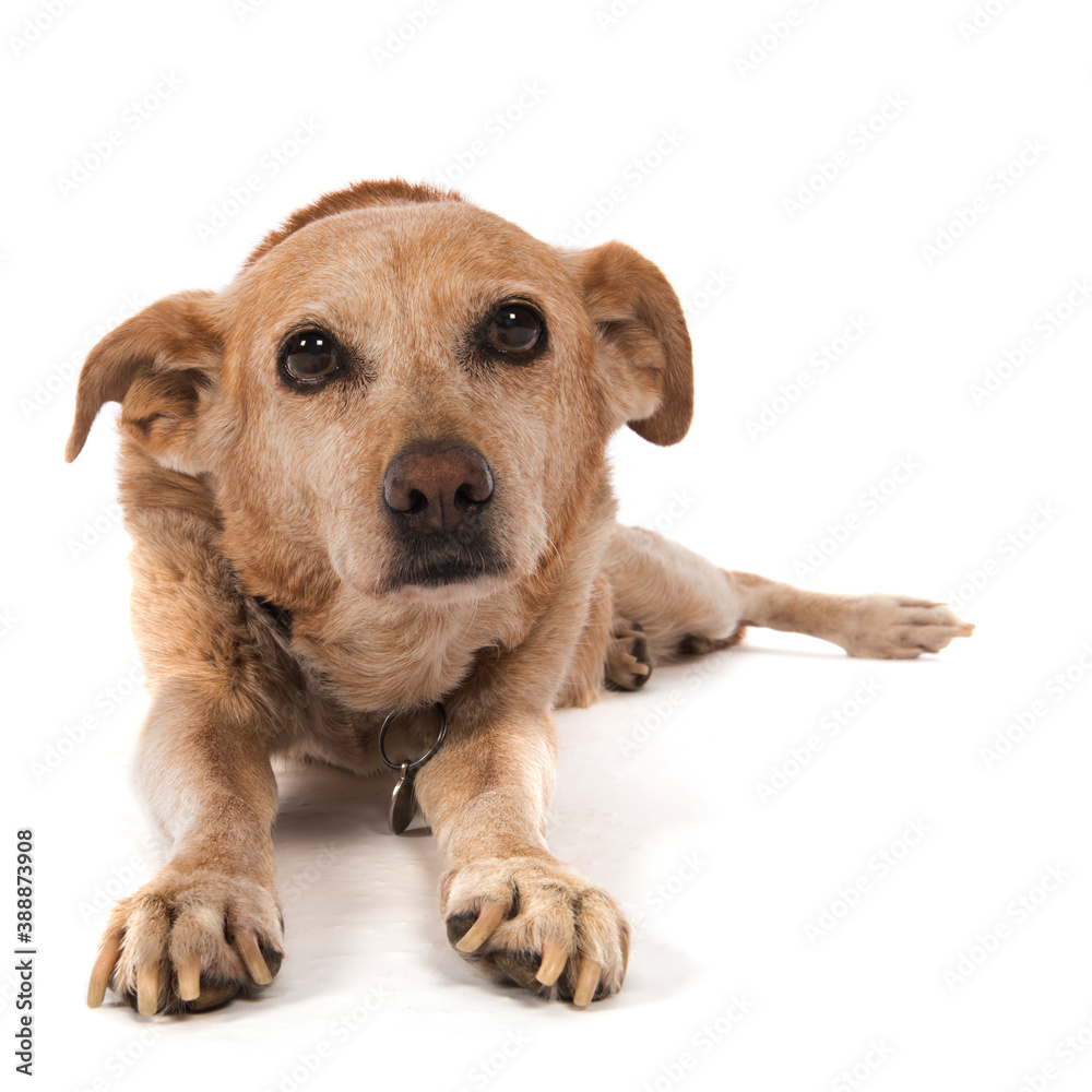 Old dog laying at the floor isolated