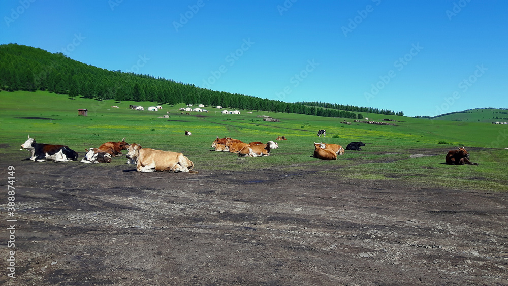 Cows relaxing in Mongolia with yurts in the background