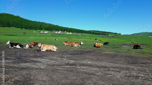 Obraz na płótnie Cows relaxing in Mongolia with yurts in the background w salonie