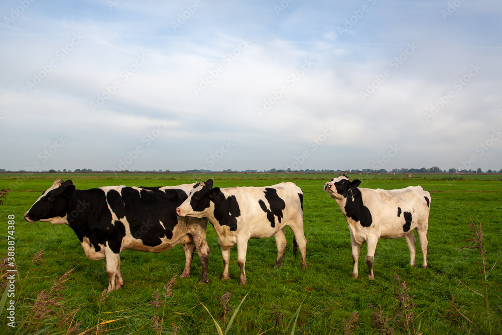 Kühe in Jonen in den Niederlanden