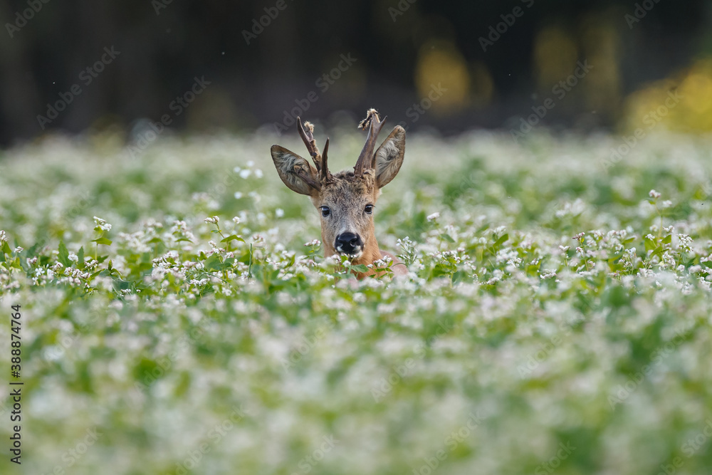 Roe deer in a field with white flowers Roe deer in a field with white flowers
