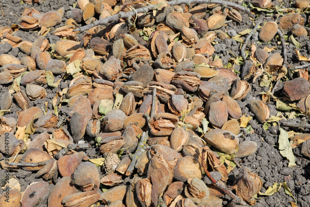 Almond on the ground for sweeping and brushing process, pre picking procedure separating twigs from fruit. Almond on the ground for sweeping and brushing process, pre picking procedure separating twigs from fruit.