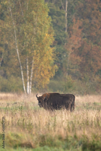 The wild European bison in the protected area Belovieza forest. The herd of bison on the meadow. Autumn in the wild Poland nature. The curious herd of European bison. 