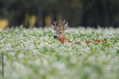 Roe deer in a field with white flowers © Menno Schaefer