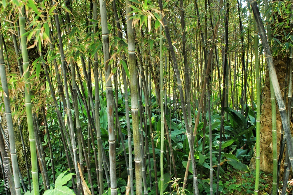 Phyllostachys Nigra bamboo forest in the garden Phyllostachys Nigra bamboo forest in the garden