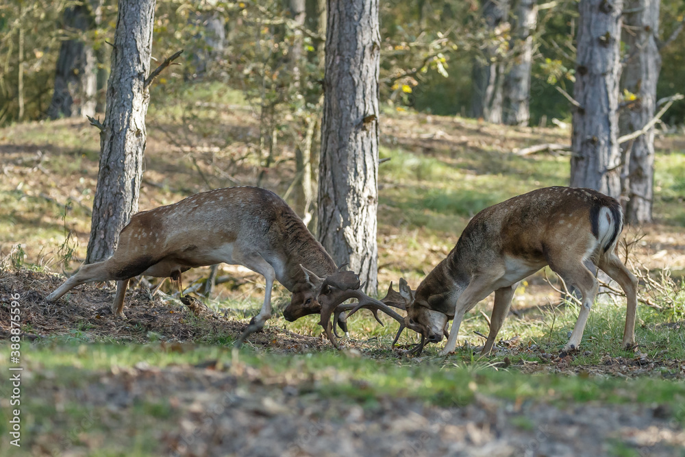 Fallow deer in nature during rutting season Fallow deer in nature during rutting season
