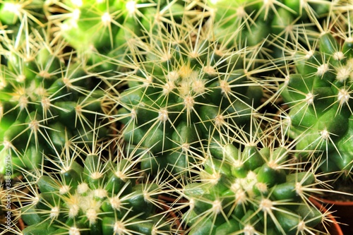 Ferocactus Gracilis pots in the garden