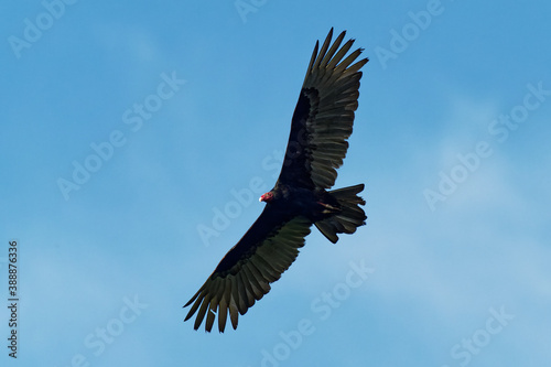 Turkey Vulture - Cathartes aura also known as the turkey buzzard and in some areas of the Caribbean as the John crow or carrion crow, is the most widespread of the New World vultures photo