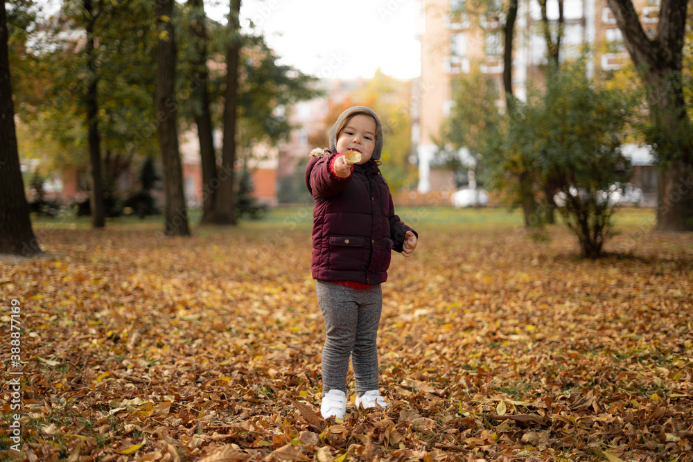 Happy toddler child plays with yellow leaves on sunny autumn day Happy toddler child plays with yellow leaves on sunny autumn day
