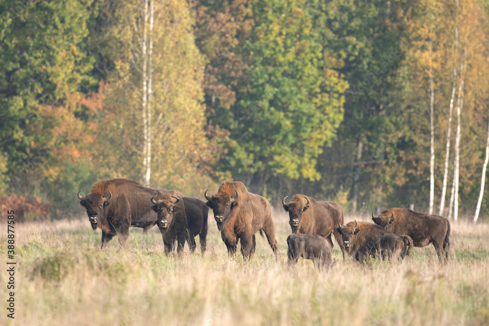 The wild European bison in the protected area Belovieza forest. The herd of bison on the meadow. Autumn in the wild Poland nature. The curious herd of European bison. The wild European bison in the protected area Belovieza forest. The herd of bison on the meadow. Autumn in the wild Poland nature. The curious herd of European bison.