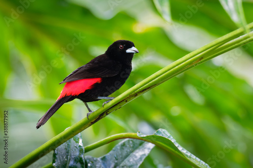 Scarlet-rumped Tanager - Ramphocelus passerinii medium-sized passerine bird. This tanager is a resident breeder in the Caribbean lowlands from southern Mexico to western Panama photo
