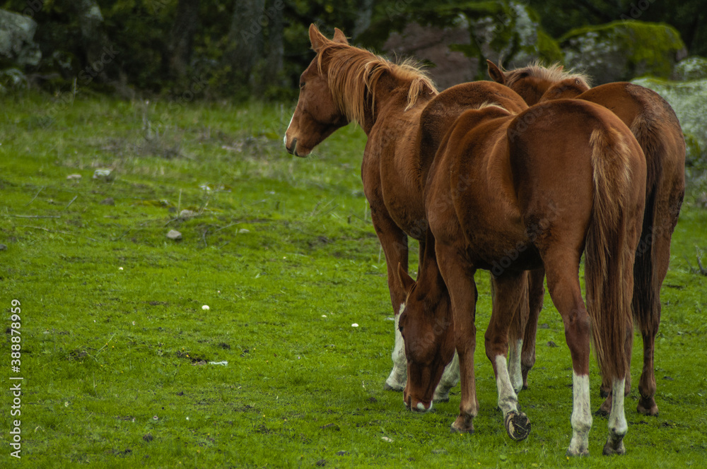 Obraz premium Sardinian horses