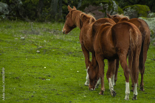 Sardinian horses