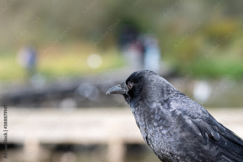 Fototapeta premium アメリカガラスのクロ－ズアップ バンクーバー ブリティッシュコロンビア カナダ 