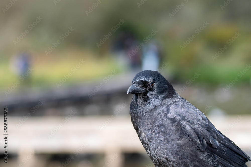 Obraz premium アメリカガラスのクロ-ズアップ バンクーバー ブリティッシュコロンビア カナダ