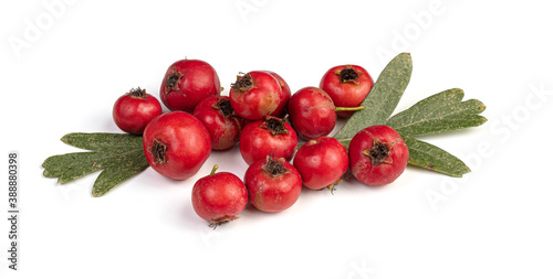 Azarol (Crataegus azarolus) tree branch with red fruits