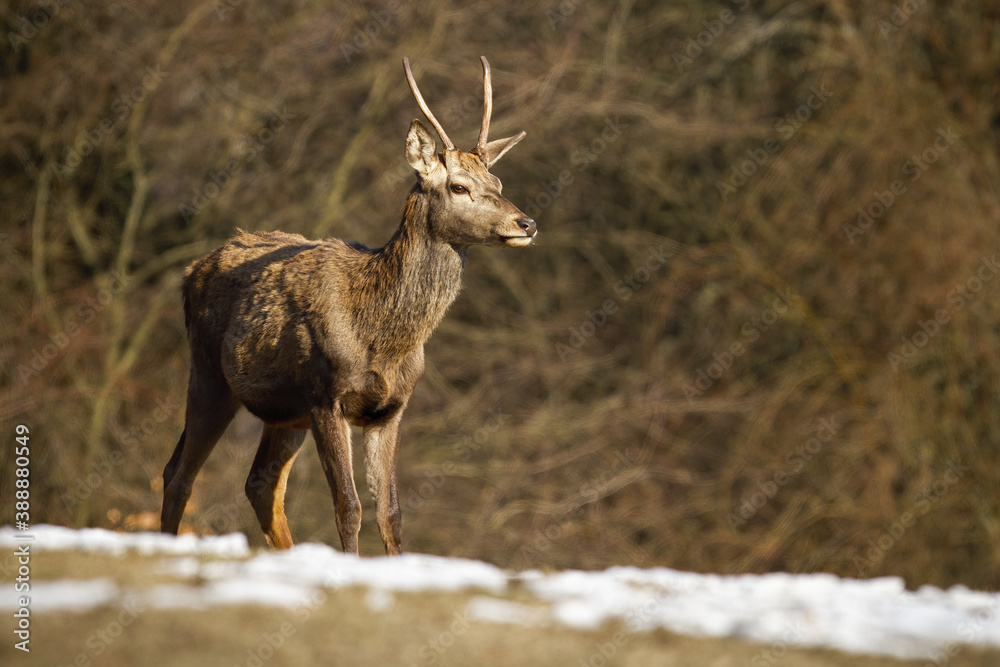 Young red deer, cervus elaphus, standing on meadow in winter nature. Immature stag observing on snow in wintertime. Juvenile mammal staring aside on dry field.