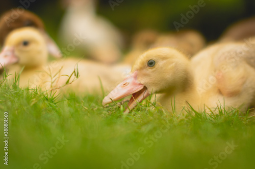 oca, salvaje pollito, joven, pato, gansos