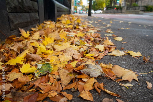 Autumnal leaves in the street. Colorful fall leaves on the pavement. Select focus, bokeh effect. A dangerous pile of leaves on the sidewalk.