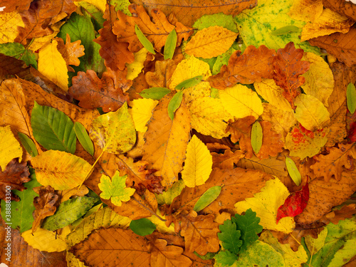 autumn colored leaves pattern