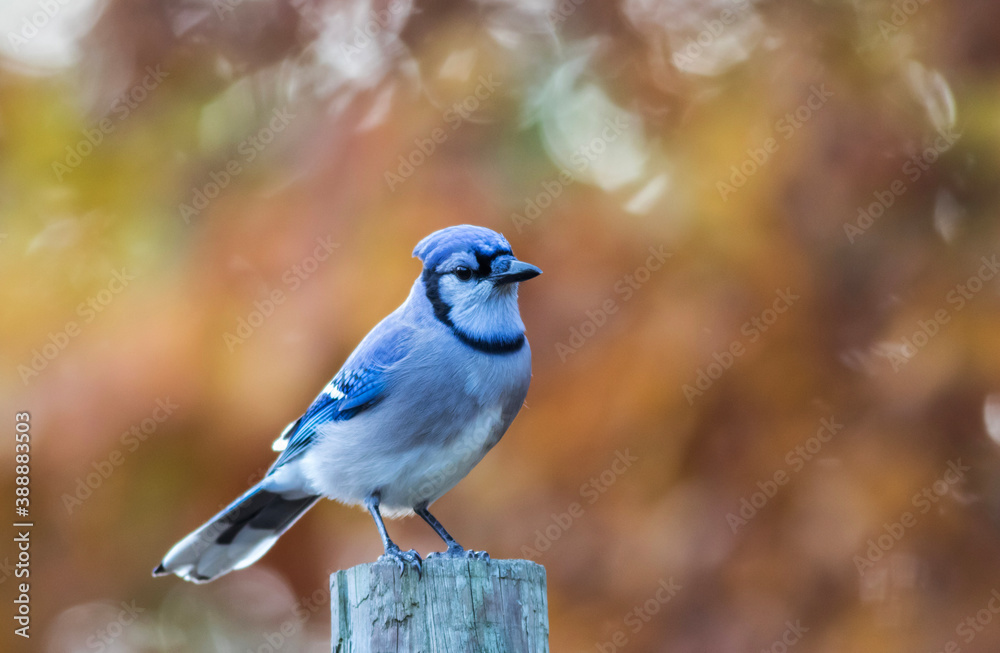 Blue Jay, Cyanocitta cristata, looking right with golden fall foliage background copy space Blue Jay, Cyanocitta cristata, looking right with golden fall foliage background copy space