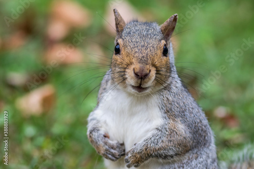 Eastern Gray Squirrel, Sciurus carolinensis, closeup facing front © rabbitti