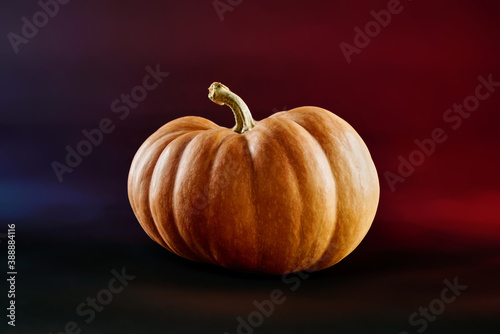 orange ribbed halloween pumpkin close up on blue and red background