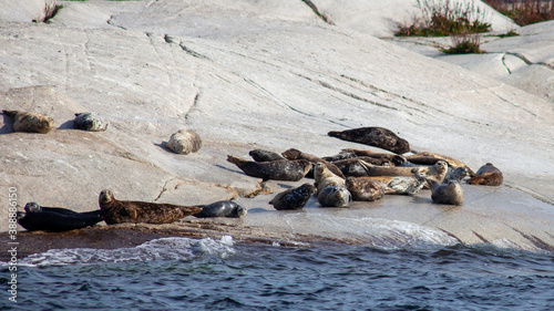 A group of British-Columbia Harbour Seals sun themselves on a haul out rock on the Sunshine Coast, on a sunny fall day © AshleyBelle