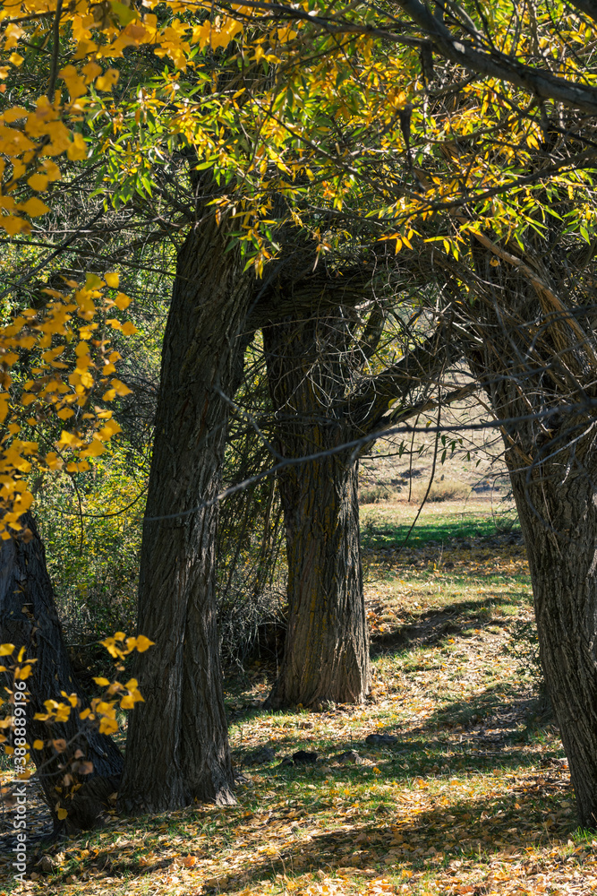 Path between trees in the autumn forest Path between trees in the autumn forest