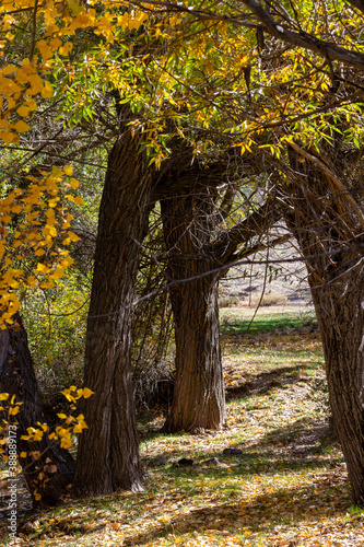 Path between trees in the autumn forest