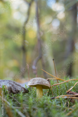 A small mushroom grows in the forest on moss. The foreground and background are heavily blurred.