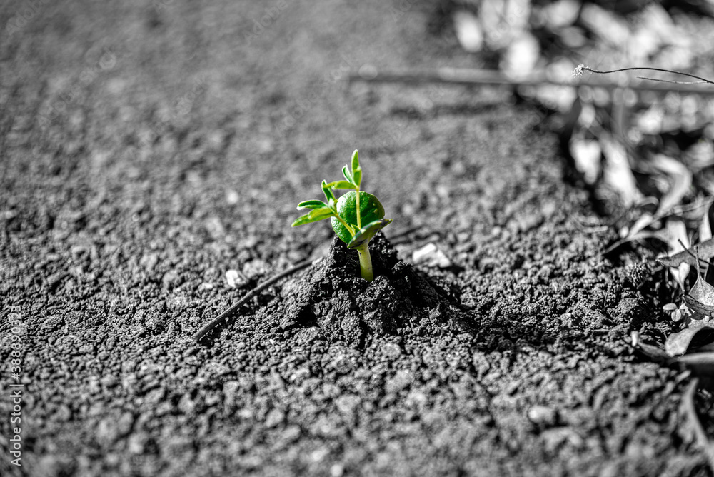 Pflanze durchbricht Teer / Plant breaks Through tar Pflanze durchbricht Teer / Plant breaks Through tar