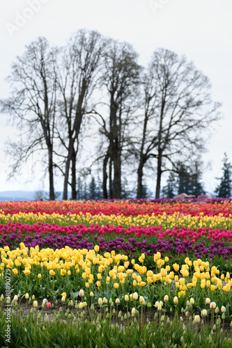 Wallpaper Mural Spring Tulip Field Torontodigital.ca