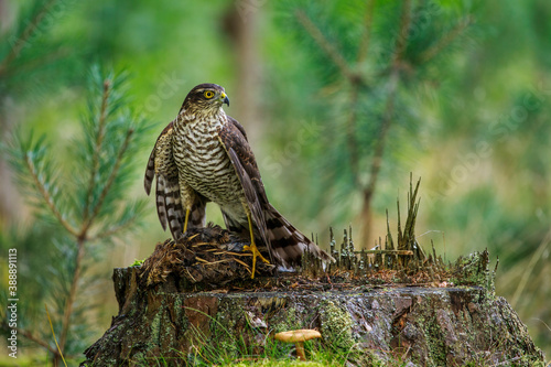 Hunter with caught prey. Northern sparrowhawk, Accipiter nisus, perched on stump in green forest and feeds on killed quail. Raptor in wild nature. Successful hunter in habitat. Habitat Europe, Asia.