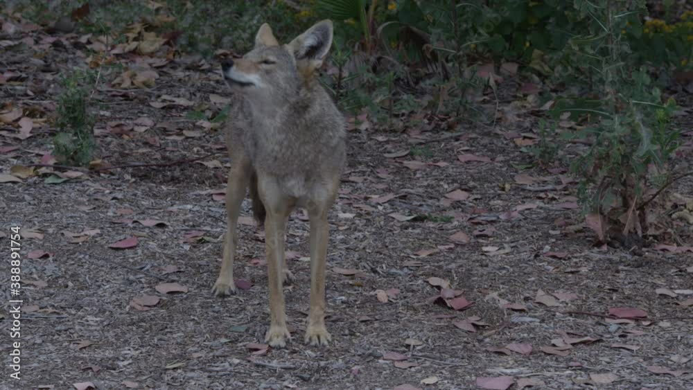 Standing Coyote Stretches then sits down Standing Coyote Stretches then sits down