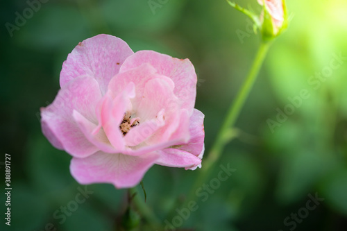 Fototapeta Naklejka Na Ścianę i Meble -  Roses in the garden