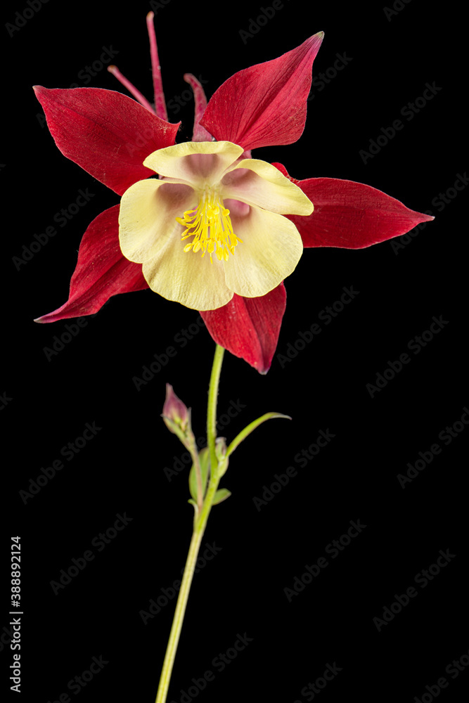 Red flower of aquilegia, blossom of catchment closeup, isolated on black background Red flower of aquilegia, blossom of catchment closeup, isolated on black background
