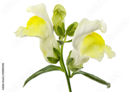 Yellow flowers of snapdragon, lat.Antirrhinum majus, isolated on white background photo